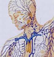 Lymphatic system